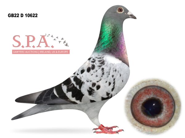 A&N Lewis - LOT 19 - GB22 D 10622 - Blue Cheq Hen - Best Of A&N Lewis' Own Family Paired To The Best Of The JPS Lofts Bloodlines For The Channel & French Races