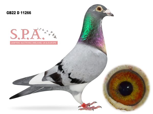 A&N Lewis - LOT 11 - GB22 D 11266 - Blue Pied Cock - Bred By G&R Lawrie, Ballyclare - Sire To 4th Section & 26th Open NIPA Bude - Breeding Good Pigeons On The Channel For Us & Others