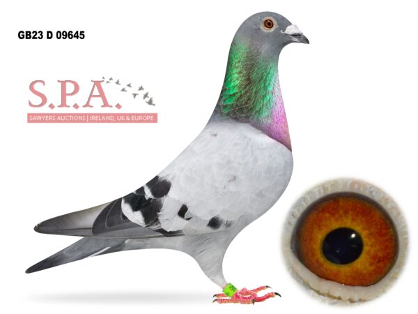 A&N Lewis - LOT 26 - GB23 D 09645 - Blue Cock - 158th Open NIPA Tourlaville OB Nat 2026 - Best Of Our Own Blood Paired To The Best Of Alan Darraghs