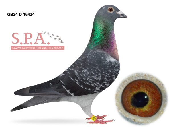 A&N Lewis - LOT 34 - GB24 D 16434 - Dark Cheq Cock - Sire Of 'THE NATIONAL HEN' - 1st Open NIPA Dale YB Nat 2025 - Jan Aarden x Van Brueanne Bloodlines From Fred Simpson, Doagh