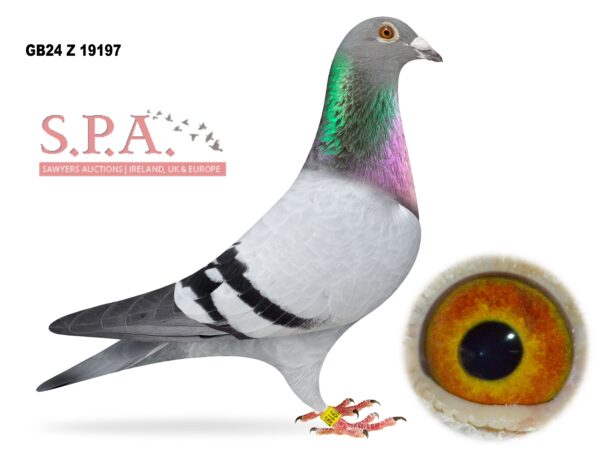 A&N Lewis - LOT 8 - GB24 Z 19197 - Blue Cock - Direct From Pallatts Racing Pigeons - Jelle Jellema Bloodlines - Only Brought In Winter 2025