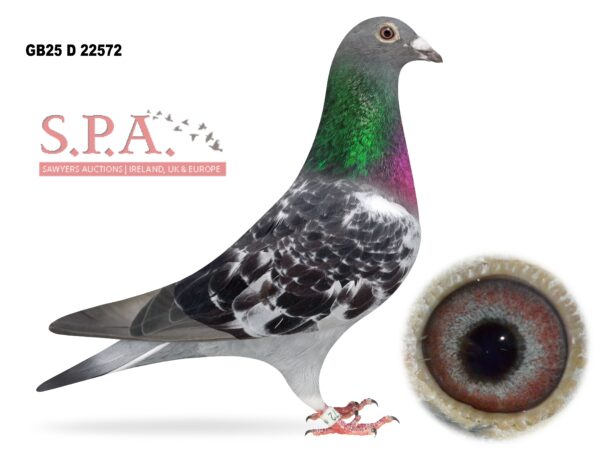 A&N Lewis - LOT 2 - GB25 D 22572 - Black Hen - Flew 2x Dale & Penzance This Season - G/Dtr Of INFC Merit Award Winner