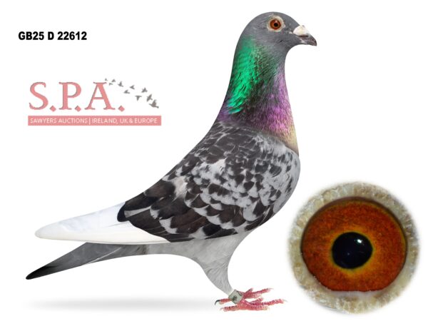 A&N Lewis - LOT 9 - GB25 D 22612 - Dark Cheq WF Cock - Flown 2x Dales, Bude & Penzance In 2026 Season - Son Of 9th Open Penzance YB National - Half Bother To Numerous Prize Winners