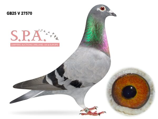 A&N Lewis - LOT 35 - GB25 V 27570 - Smokey Blue WF Hen - This Hen Would Have Been Going For INFC Tripe Crown 2027 - 42nd Open Penzance YB Nat 2025 & 60th Open Sennen Cove Yrl Nat 2026