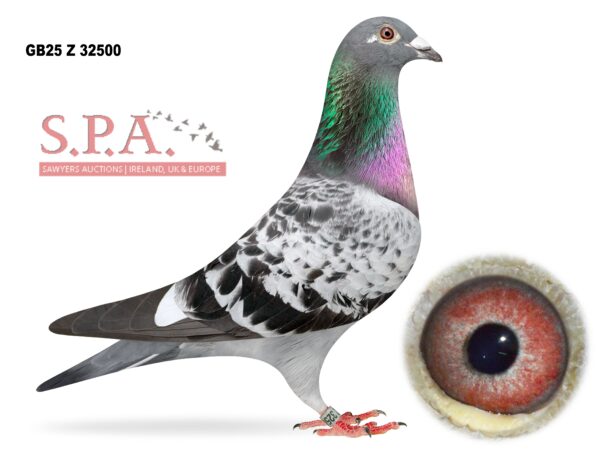 A&N Lewis - LOT 7 - GB25 Z 32500 - Cheq WF Cock - Direct From Pallatts Racing Pigeons - Jelle Jellema Bloodlines - Only Brought In Winter 2025
