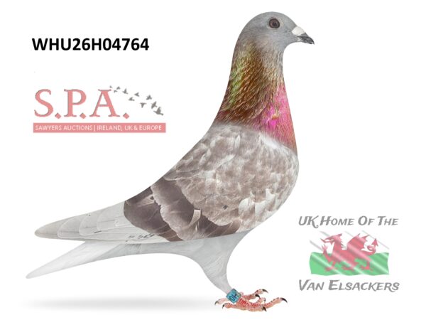Mike Parker - LOT 39 - WHU26 H 04764 - Strawberry Cock - Son Of 'THE PRETTY HEN' - Dtr Of Prolific Breeders 'RASPUTIN' & 'THE BIG HEN'