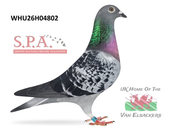 Mike Parker - LOT 11 - WHU26 H 04802 - Cheq Hen - Daughter Of RASPUTIN - TOP PRODUCER Paired To TOP RACER - ONE NOT TO MISS