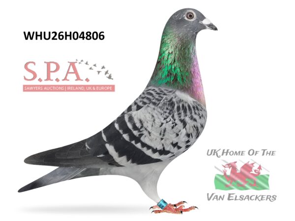 Mike Parker - LOT 9 - WHU26 H 04806 - Cheq Hen - Half Sister To Winners On Both Sides Of Pedigree