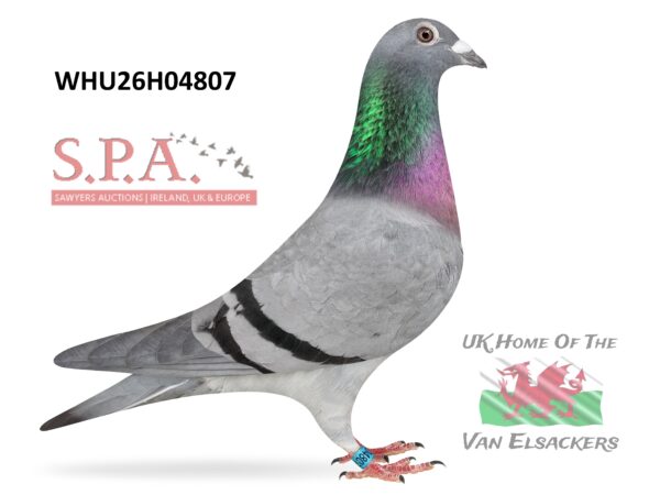 Mike Parker - LOT 12 - WHU26 H 04807 - Blue Hen - Half Sister To Winners On Both Sides Of Pedigree