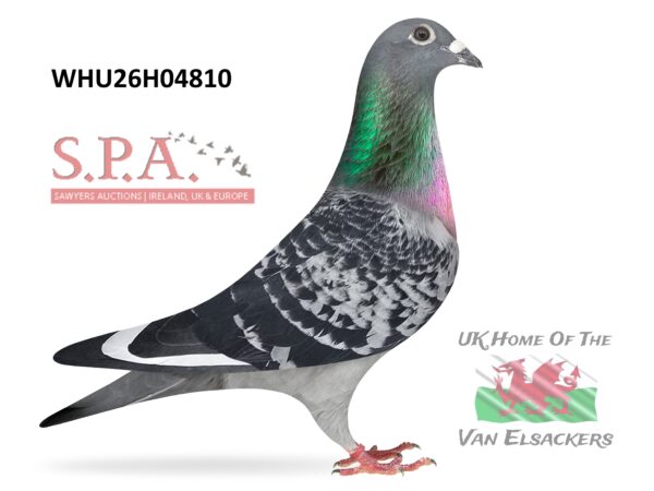 Mike Parker - LOT 5 - WHU26 H 04810 - Cheq W/F Hen - TOP CLASS BLOODLINES - Dtr Of Top Stock Cock 'PENDRAGON'