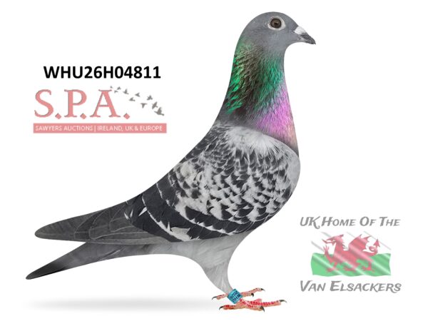 Mike Parker - LOT 4 - WHU26 H 04811 - Cheq Hen - Coming Down Off The Direct Van Elsacker-Jepsen From Serge