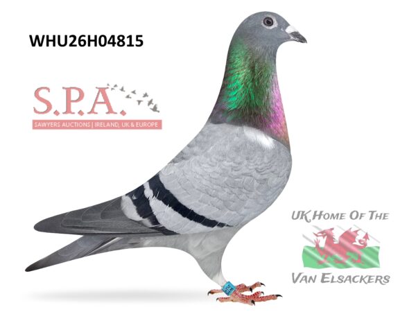 Mike Parker - LOT 15 - WHU26 H 04815 - Blue Hen - Full Sister To 'Camarthern Misfits' - 1st Pride Of The Potteries OLR Purbeck Semi-Final 2026 Plus Other Winners & Prize Winners