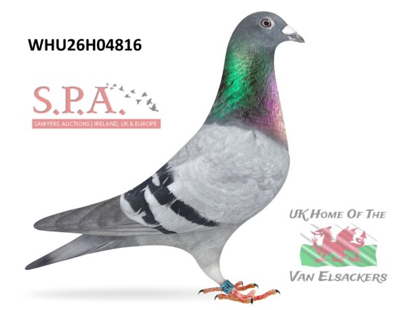 Mike Parker - LOT 19 - WHU26 H 04816 - Blue Cock - Son of Top Breeder 'MATILDA' - G/Son Of Top Stock Cock 'PENDRAGON'