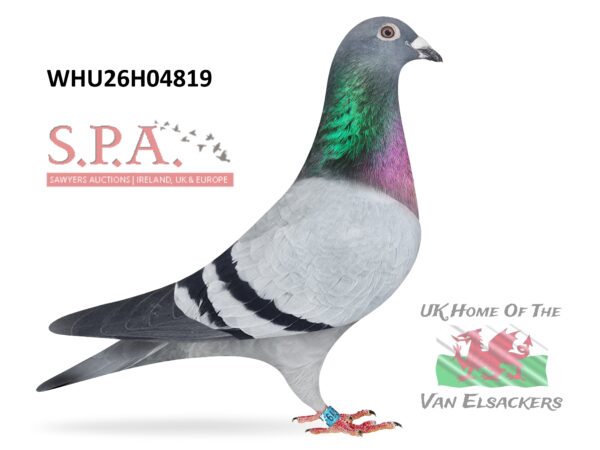 Mike Parker - LOT 17 - WHU26 H 04819 - Blue Cock - A Lot Of Potential In This Young Cock - Pedigree Has Countless Performers & Breeders