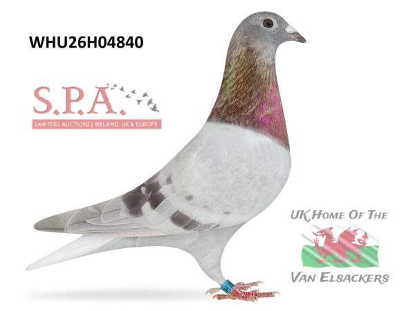 Mike Parker - LOT 25 - WHU26 H 04840 - Mealy Hen - Half Sister To Club & Fed Winners On Both Sides Of Pedigree