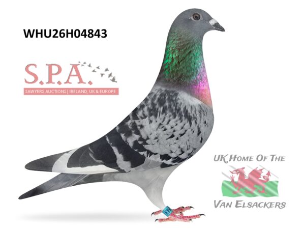 Mike Parker - LOT 28 - WHU26 H 04843 - Cheq WF Hen - Half Sister To Winners On Both Sides Of Pedigree