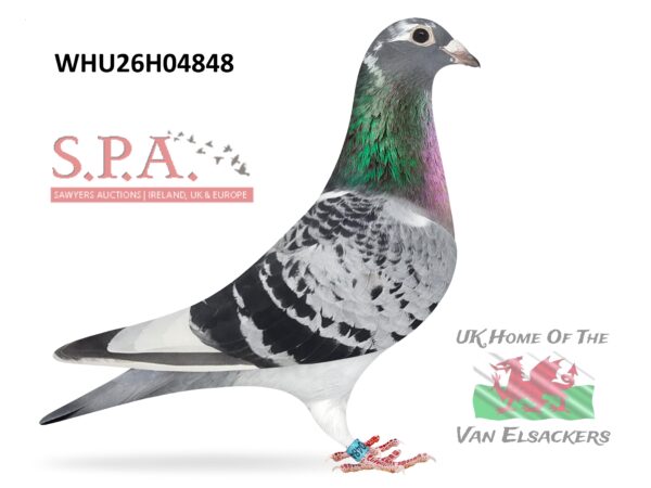 Mike Parker - LOT 21 - WHU26 H 04848 - Cheq Pied Hen - Half Sister To Winners On Both Sides Of Pedigree