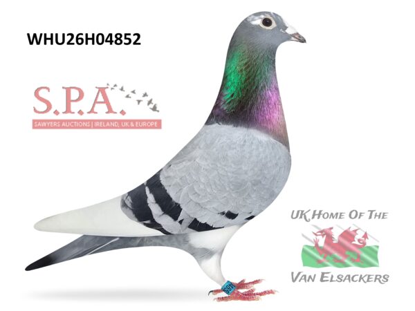 Mike Parker - LOT 22 - WHU26 H 04852 - Blue Pied Hen - Half Sister Of 1st Sec E, 2nd West Region & 104th Open S.N.F.C Kettering & 2nd Sec E, 2nd West Region & 91st Open S.N.F.C Brighton