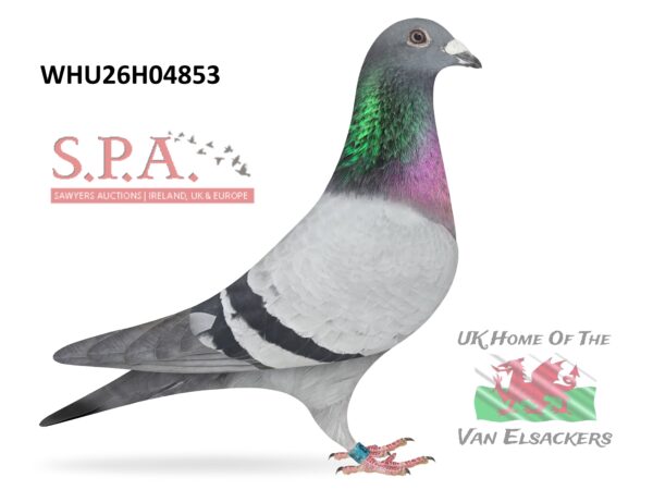 Mike Parker - LOT 24 - WHU26 H 04853 - Blue Cock - Van Elsacker-Jepsen Crossed With Leo Van Rijn - Son Of The Prolific Breeder 'NAYMAR'