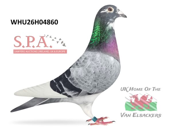 Mike Parker - LOT 29 - WHU26 H 04860 - Blue Pied Cock - Grandchild Of Some Top Quality Performance Pigeons - Pedigree Packed With Quality On Both Sides