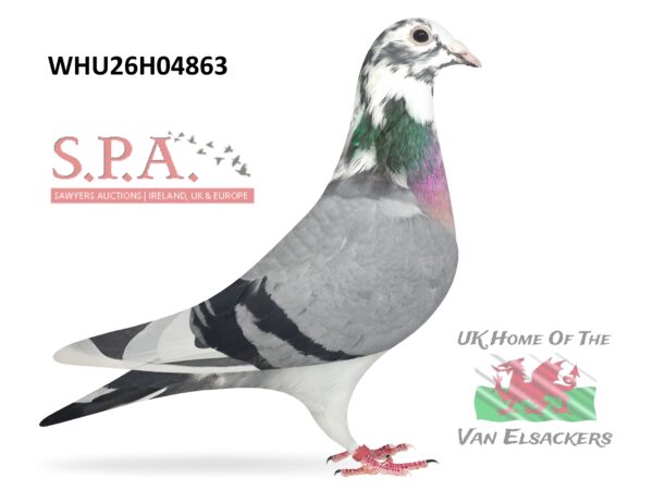 Mike Parker - LOT 35 - WHU26 H 04863 - Blue Pied Hen - Granddaughter Of Two Top Class Stock Cocks - 'THRANDUIL & 'PENDRAGON'