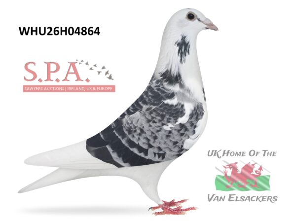 Mike Parker - LOT 32 - WHU26 H 04864 - Blue Pied Hen - Exceptionally Well Bred Young Hen – Some High Quality Bloodlines Throughout Pedigree