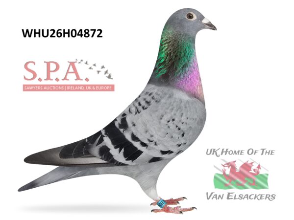 Mike Parker - LOT 38 - WHU26 H 04872 - Cheq Hen - Pedigree Of This Young Hen Is Outstanding - Winners At All Levels In The Bloodlines