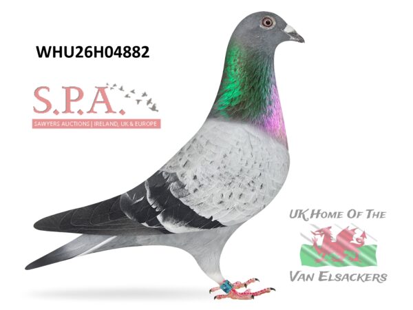 Mike Parker - LOT 40 - WHU26 H 04882 - Pencil Blue Cock - TOP CLASS BLOODLINES - Son Of Top Stock Cock 'PENDRAGON'