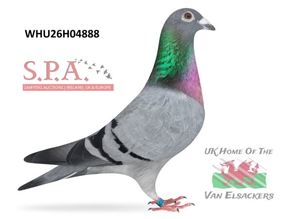 Mike Parker - LOT 34 - WHU26 H 04888 - Blue Cock - Son Of Top Stock Hen 'URSULA' Plus He Is Also Grandson Of Another Top Stock Hen 'KIKKI DEE'
