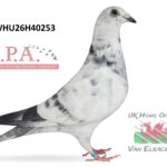 Mike Parker - LOT 3 - WHU26 H 40253 - Grizzle Hen - Half Sister To Prize Winners On Both Sides Of Pedigree