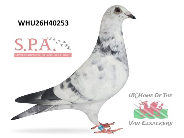 Mike Parker - LOT 3 - WHU26 H 40253 - Grizzle Hen - Half Sister To Prize Winners On Both Sides Of Pedigree