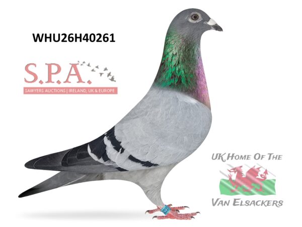 Mike Parker - LOT 8 - WHU26 H 40261 - Blue Pied Cock - Half Brother To 1st Club & 1st Fed Nantwich - Williams Wellington & Fishlock
