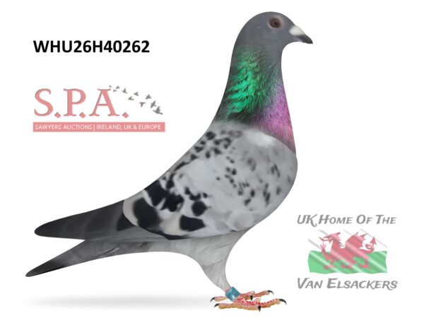 Mike Parker - LOT 13 - WHU26 H 40262 - Cheq Hen - SUPER Van Elsacker Jepsen Bloodlines – Dtr Of Top Stock Hen ‘KIKKI DEE’