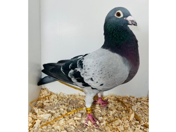 Misc Sale - LOT 1 - GB19 N 62909 - Blue Cock - Some Of The Best Of The D&D McFadden Bloodlines On Offer - Grandson Of PAU PRINCESS & DARK PRINCE