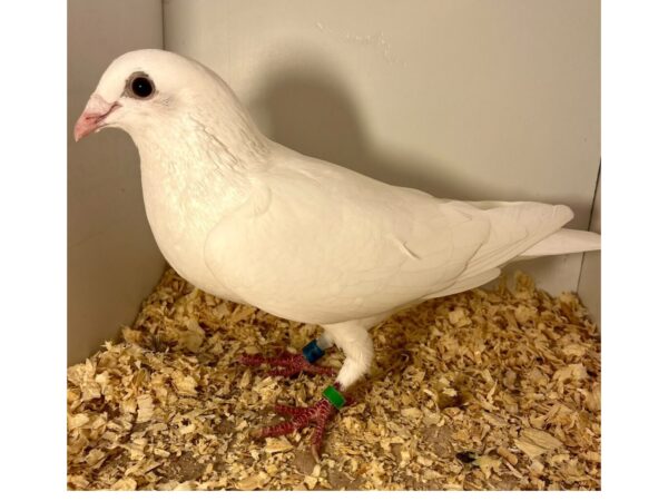 Misc Sale - LOT 3 - GB26 Z 28711 - White Cock - Double G/Son of Champion "QUEEN MARY" - 1st Open NFC Tarbes - The Best D&D McFadden Bloodlines - Extremely Hard To Get This Close Nowadays - Pedigree Packed With Quality & Top NFC Tarbes Performers