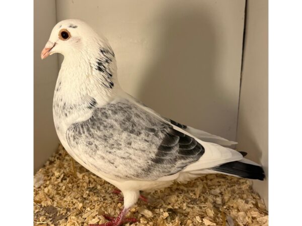 Misc Sale - LOT 4 - GB26 Z 28728 - Grizzle Cock - From The Best Of The Cattrysse X McFadden Bloodlines - G/Son Of 'Cattrysse Cock' - 1st Open Niort & G/Son of Champion "QUEEN MARY" - 1st Open NFC Tarbes