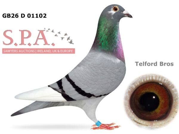 Telford Bros Future Stock - LOT 11 - GB26 D 01102 - Blue Pied Hen - Closely Related To Harkness Rosebowl Winning Pair, Paired Onto Full Sister Of 2022 Kings Cup Winner