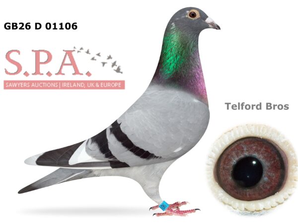 Telford Bros Future Stock - LOT 9 - GB26 D 01106 - Blue Pied Cock - Direct Son Of 'Wee Eileen' - 1st Open INFC St Allouestre Kings Cup 2022 - A Rare Opportunity To Obtain The Progeny Of National Winners Paired To National Winners