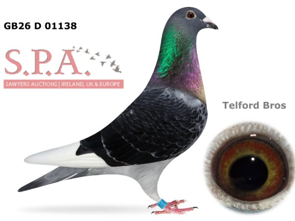 Telford Bros Future Stock - LOT 8 - GB26 D 01138 - Dark Cheq WF Cock - Closely Related To Harkness Rosebowl Winning Pair, Paired Onto Full Sister Of 2022 Kings Cup Winner