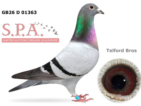 Telford Bros Future Stock - LOT 14 - GB26 D 01363 - Blue Pied Hen - Direct Daughter Of INFC Penzance YB National Winner Paired To The Hen That Was 2nd To Him In The Same Race - 1st & 2nd Open INFC Penzance YB National Paired Together