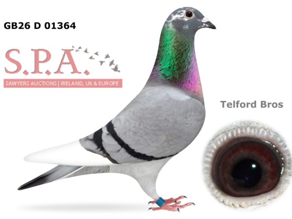 Telford Bros Future Stock - LOT 3 - GB26 D 01364 - Blue Pied Hen - Direct Daughter Of INFC Penzance YB National Winner Paired To The Hen That Was 2nd To Him In The Same Race - 1st & 2nd Open INFC Penzance YB National Paired Together