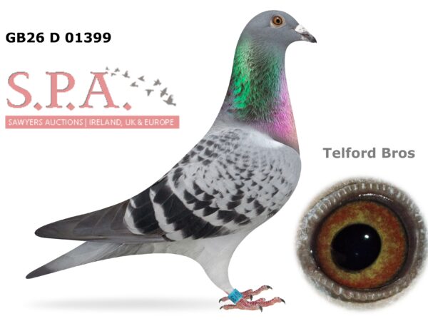 Telford Bros Future Stock - LOT 1 - GB26 D 01399 - Cheq Hen - Direct Daughter Of 'Wee Eileen' - 1st Open INFC St Allouestre Kings Cup 2022 - A Rare Opportunity To Obtain The Progeny Of National Winners Paired To National Winners