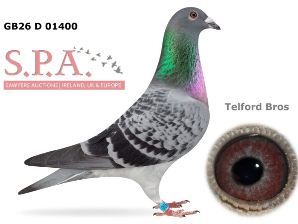 Telford Bros Future Stock - LOT 16 - GB26 D 01400 - Cheq Cock - Direct Son Of 'Wee Eileen' - 1st Open INFC St Allouestre Kings Cup 2022 - A Rare Opportunity To Obtain The Progeny Of National Winners Paired To National Winners