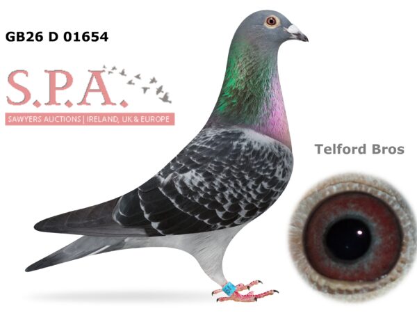Telford Bros Future Stock - LOT 10 - GB26 D 01654 - Black Cheq Pied Hen - Dtr Of Harkness Rosebowl Winning Pair, Paired Onto Dtr Of 2022 Kings Cup Winner