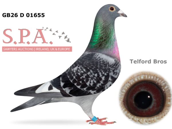 Telford Bros Future Stock - LOT 7 - GB26 D 01655 - Black Cheq Pied Cock - Son Of Harkness Rosebowl Winning Pair, Paired Onto Dtr Of 2022 Kings Cup Winner