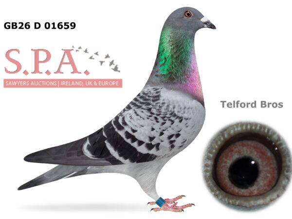 Telford Bros Future Stock - LOT 4 - GB26 D 01659 - Blue Cheq Cock - Grandson Of 2x INFC National Winners - 1st Open INFC Kings Cup 2022, 1st Open INFC Penzance YB Nat 2016 & 2nd Open INFC Yearling Nat 2019 Plus Harkness Rosebowl Blood
