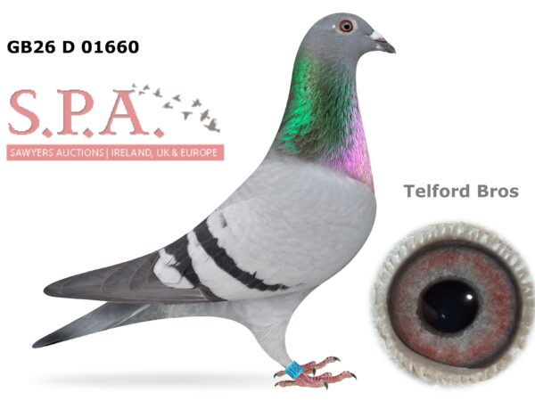 Telford Bros Future Stock - LOT 5 - GB26 D 01660 - Blue Hen - Direct Daughter Of 'Wee Eileen' - 1st Open INFC St Allouestre Kings Cup 2022 - A Rare Opportunity To Obtain The Progeny Of National Winners Paired To National Winners