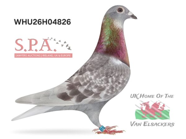 Mike Parker - LOT 26 - WHU26 H 04826 - Red Cock - Son Of 'THE PRETTY HEN' - Dtr Of Prolific Breeders 'RASPUTIN' & 'THE BIG HEN'